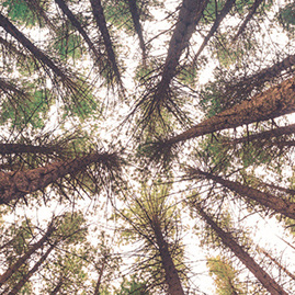 A photograph of a group of trees in a forest shot from the ground upwards, highlighting the canopy of the trees against the sky