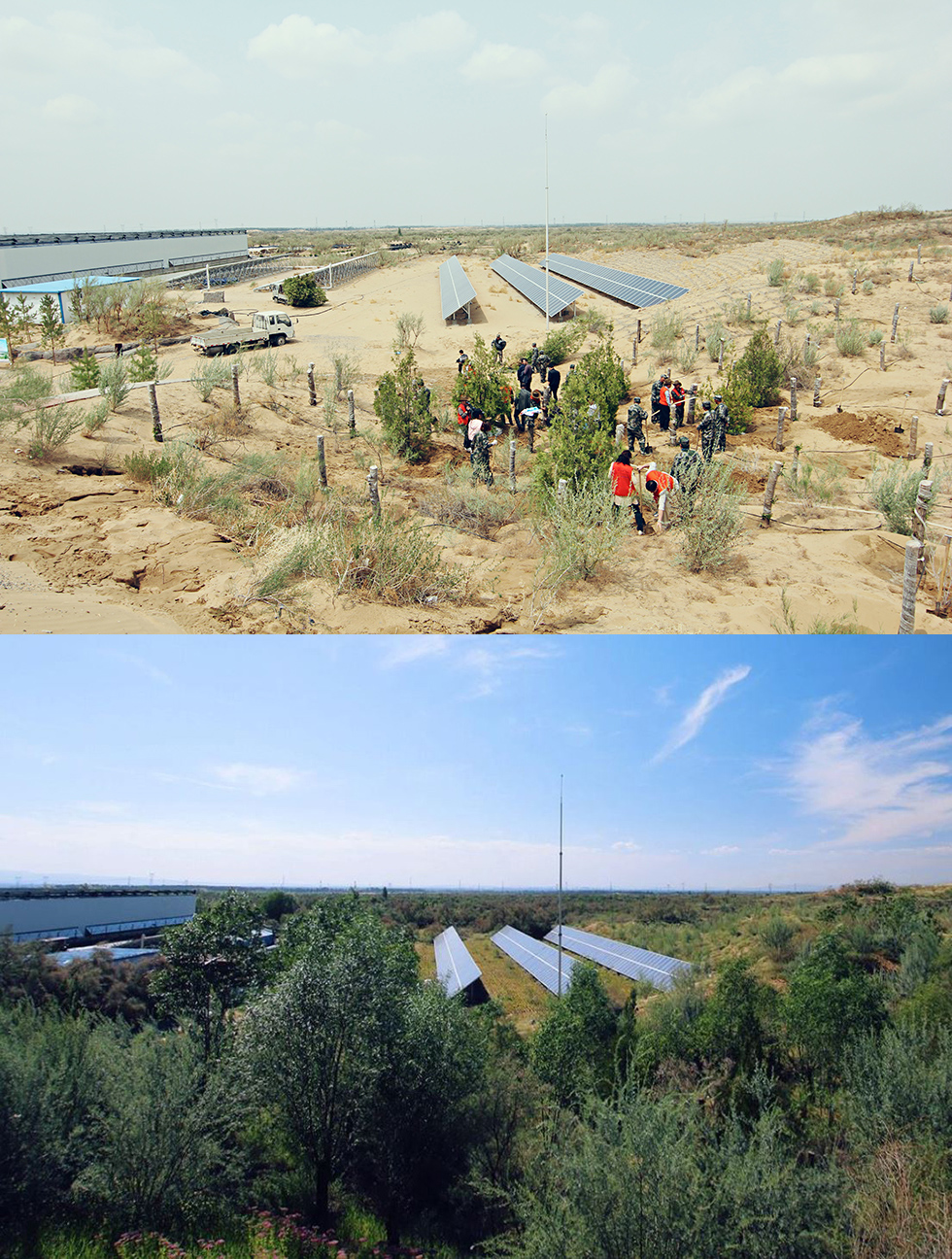 Hanwha Solar Forest participants plant trees in a barren field, creating a small forest that surrounds three lines of solar panels