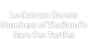The rising numbers of Thailand’s rare sea turtles reveal the benefits of prioritizing ocean sustainability, reported The Guardian.