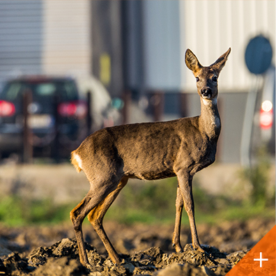 Urban wildlife is being affected by climate change and global warming, including this white-tailed deer.