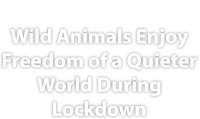 Cities contribute to climate change, but due to COVID-19 lockdowns, wildlife is able to take back the streets, reported BBC News.
