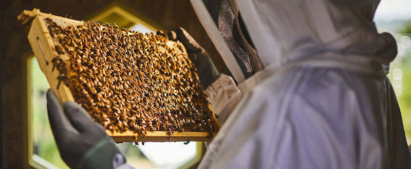 太阳能蜂箱为蜜蜂提供安全的栖息环境，有益于保护生物多样性，也有助于应对气候变化的影响。