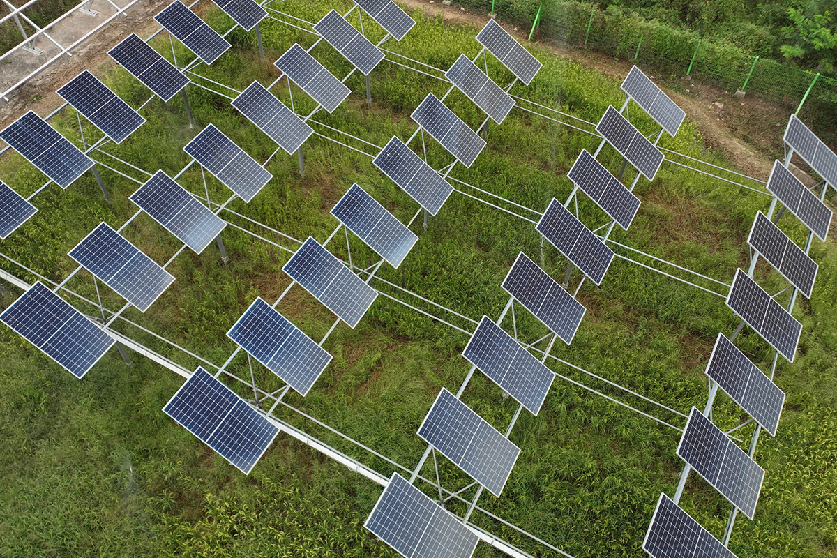 By covering crops with solar panels, agrivoltaics shields crops from too much sun while utilizing the excess light for energy.