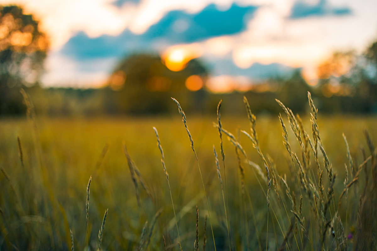 Several crops have demonstrated compatibility with agrivoltaics systems, including wheat, rice, and tomatoes.