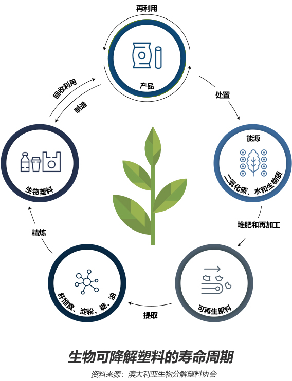 The life cycle of biodegradable plastics shows how sustainability will revolutionize packaging.