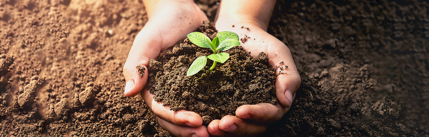 Hanwha has compiled a list of five ways anyone can celebrate World Soil Day.