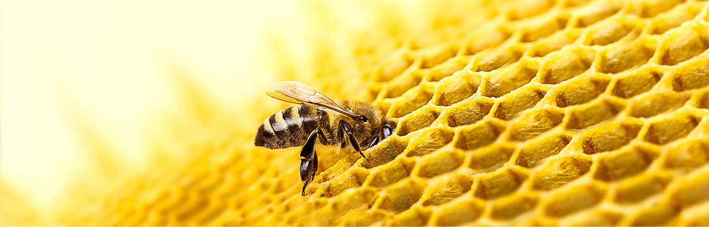 Bees are our most important pollinators and essential to our planet’s biodiversity.