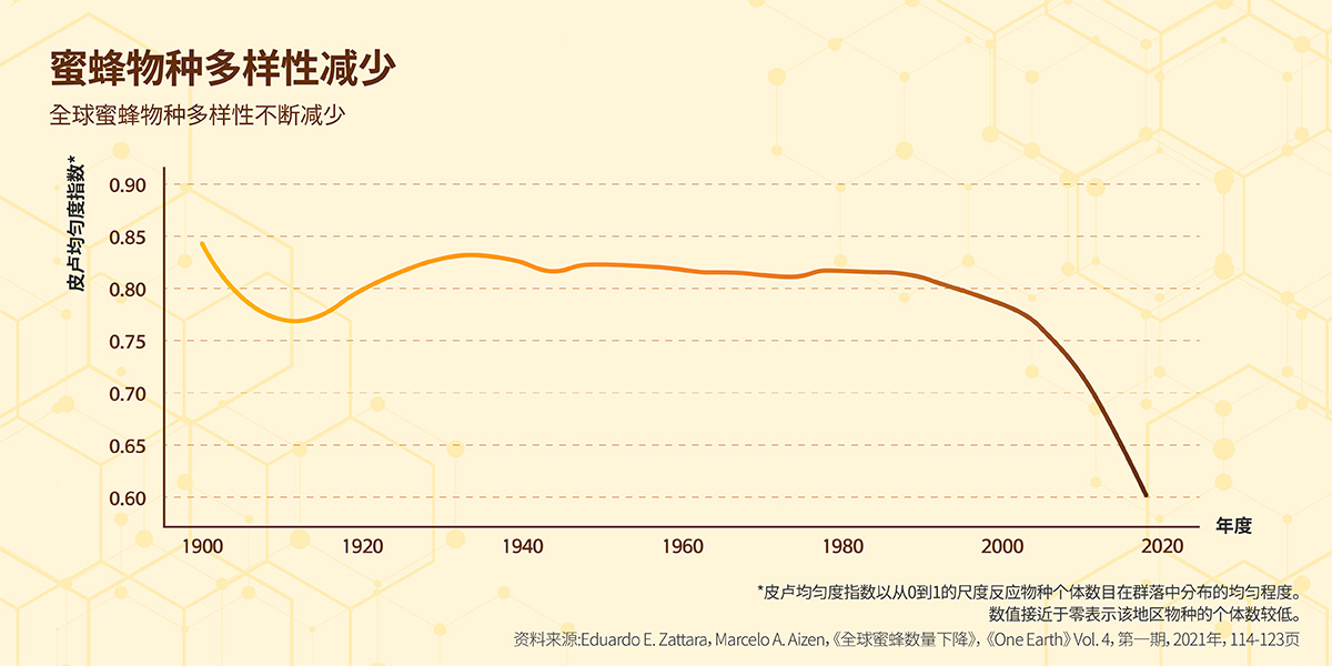 The diversity of bee species is declining globally.