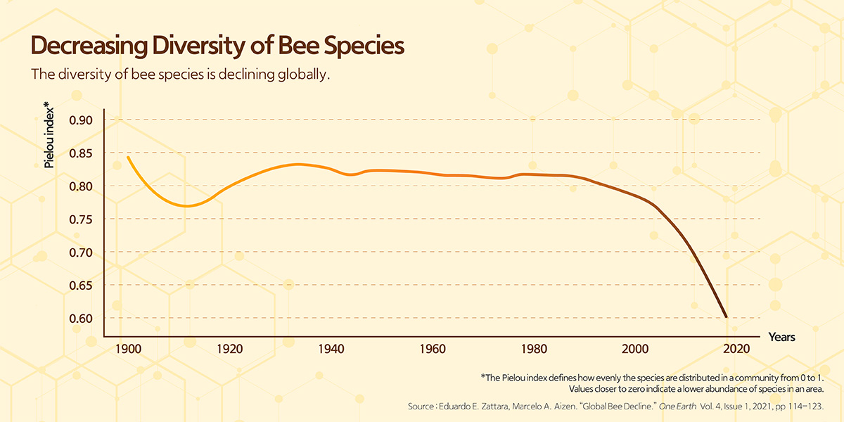 The diversity of bee species is declining globally.
