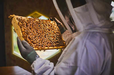 A beekeeper wearing protective gear and holding a wooden panel filled with bees.