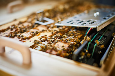 A wooden beehive covered in many bees.