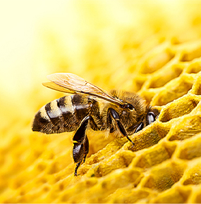 Bees are our most important pollinators and essential to our planet’s biodiversity.