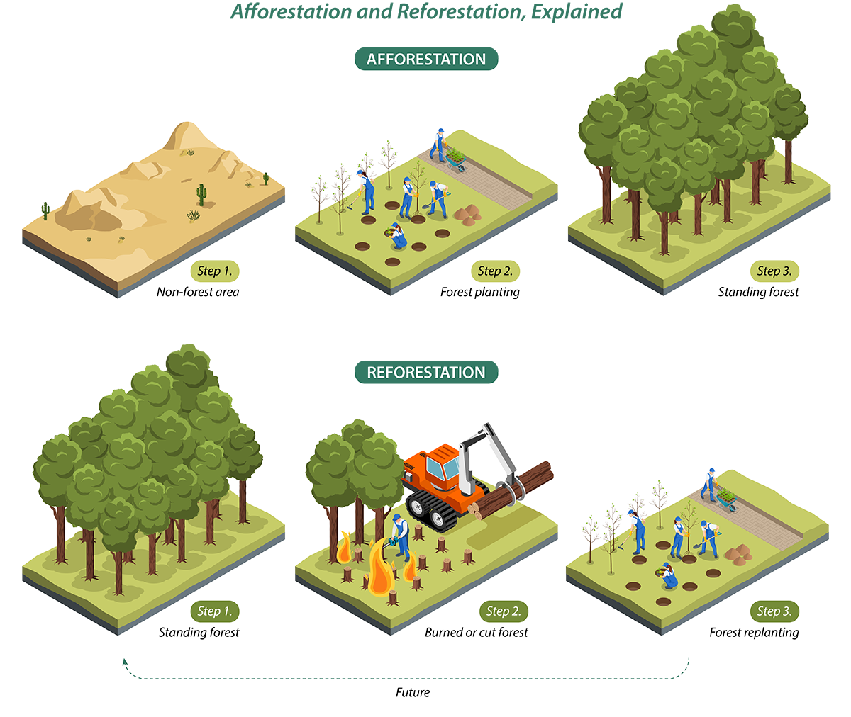 Afforestation means planting trees where there was no forest before, while reforestation replants trees on previously forested land.