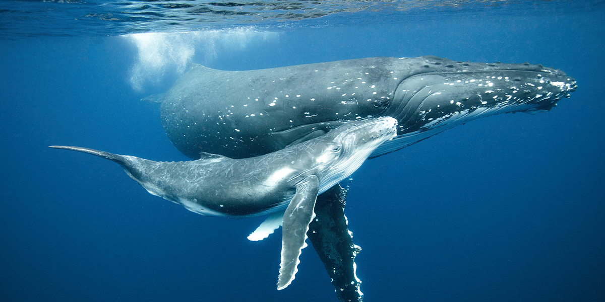 Noise pollutions threatens deep sea creatures who rely on echolocation.