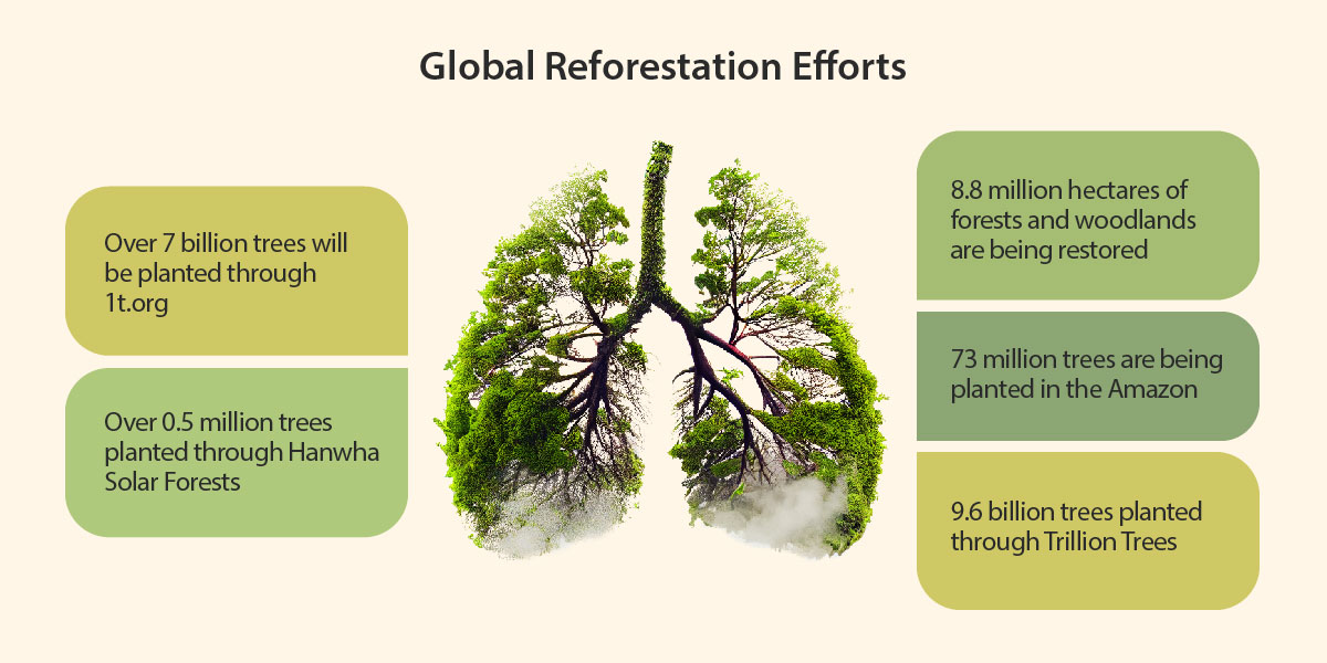 Despite ongoing deforestation, reforestation and afforestation efforts are planting trees across the world.