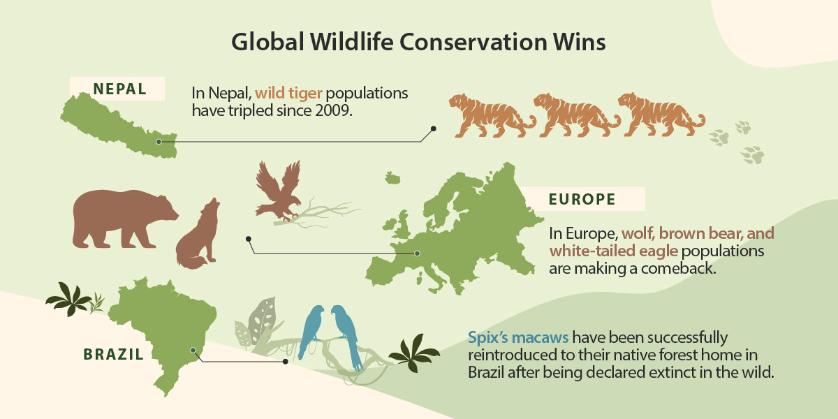 Efforts to preserve and restore species numbers are paying off, a vital part of protecting biodiversity.