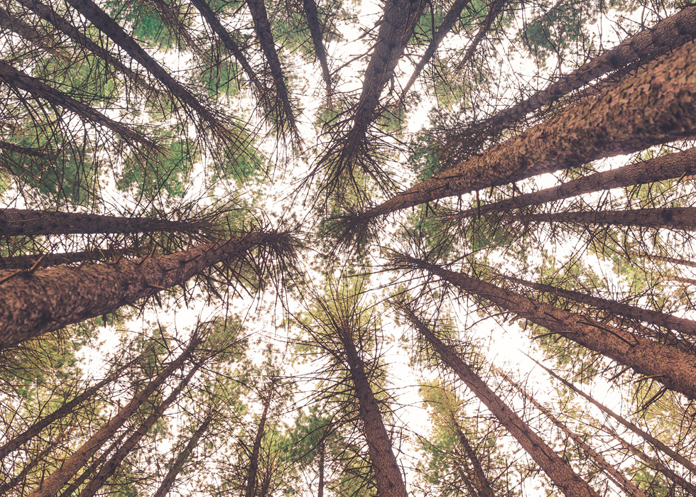 Afforestation can help to tackle climate change. Here’s how