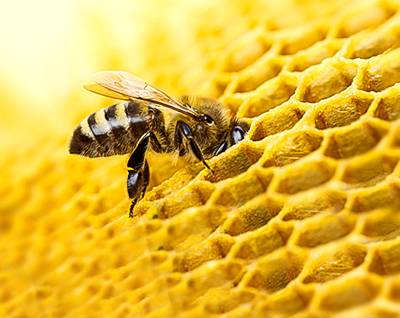 Bees are our most important pollinators and essential to our planet’s biodiversity.