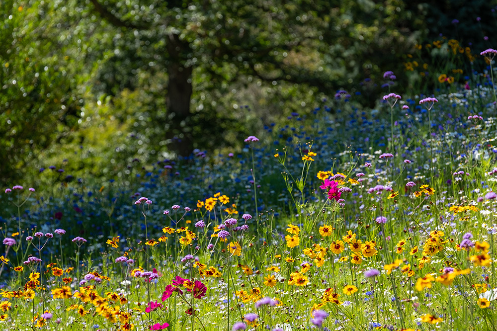 Monocultures can actually harm the ability of forests to absorb CO2 and fight climate change.