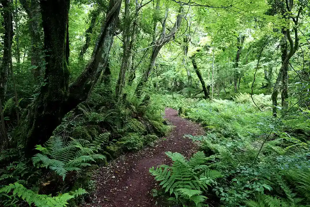 Hanwha Solar Forest is restoring forests, preserving biodiversity, and making a difference.