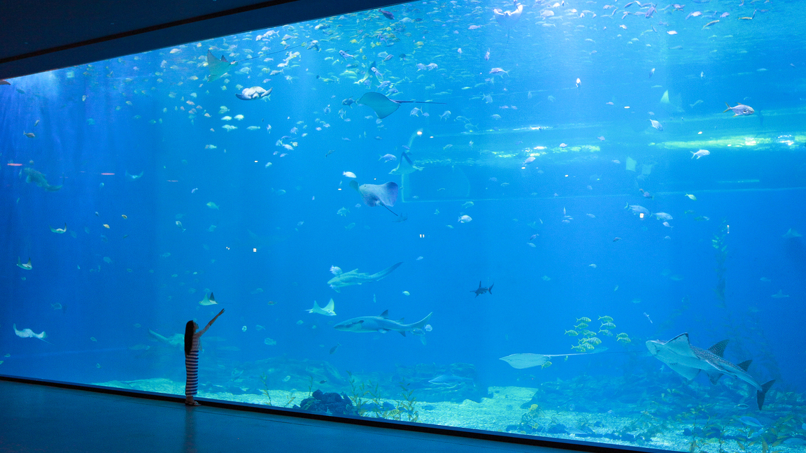 A human female figure appears to point to a sea creature in an aquarium at Hanwha AquaPlanet.