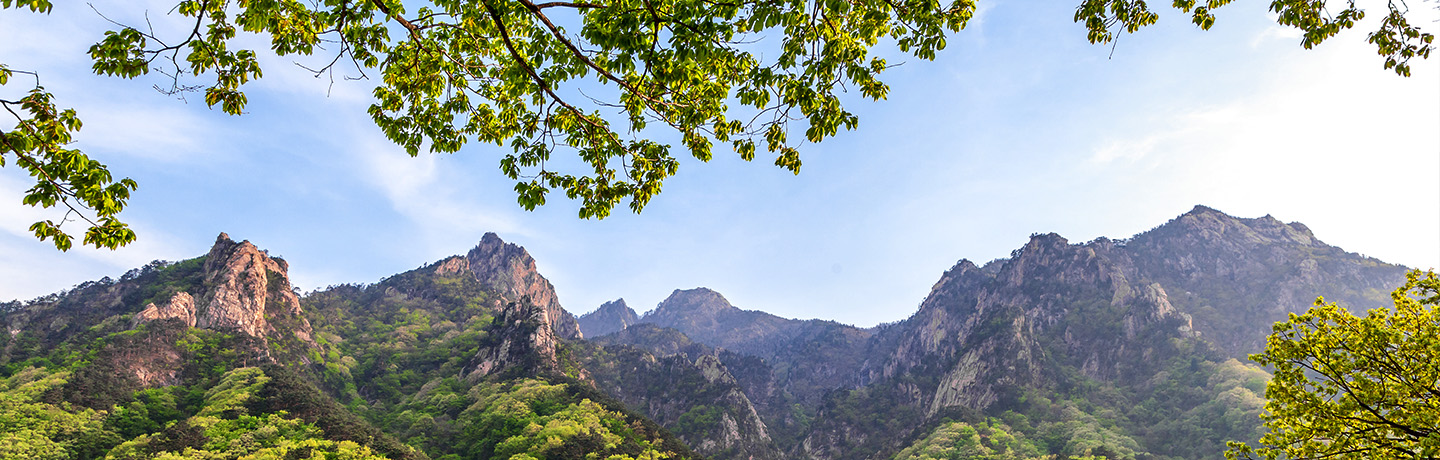Reforesting with biodiverse species is key to preserving ecosystems. 
